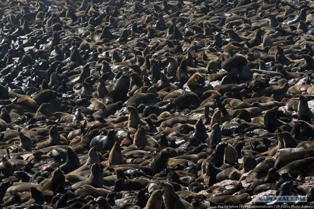 Берег скелетов...