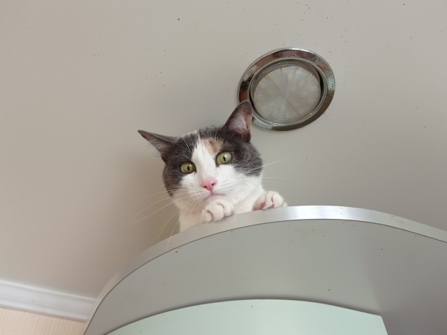 Котолампа. Кот и лампа - новый вариант старого мема