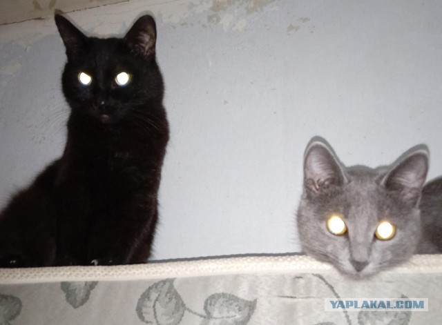 Котовторник 18.10.22