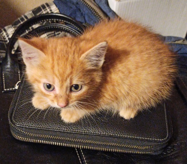 Вторник, ваши коты и кошки в студию