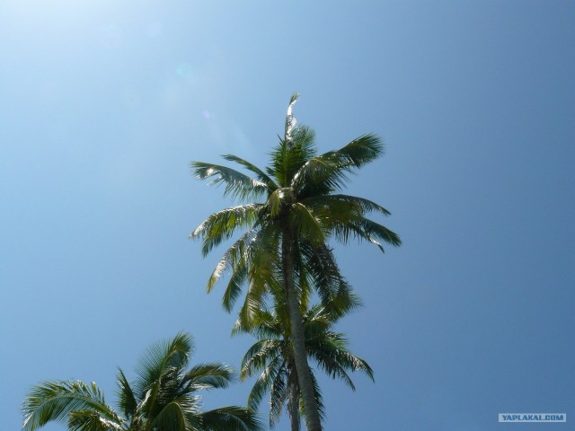 Немного Тая