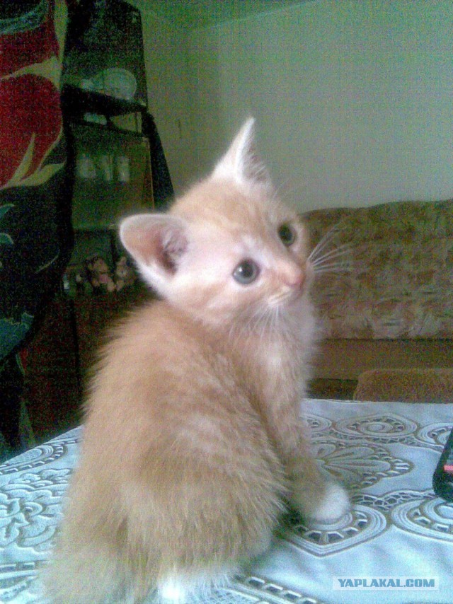 Котовторник 09.04.2013