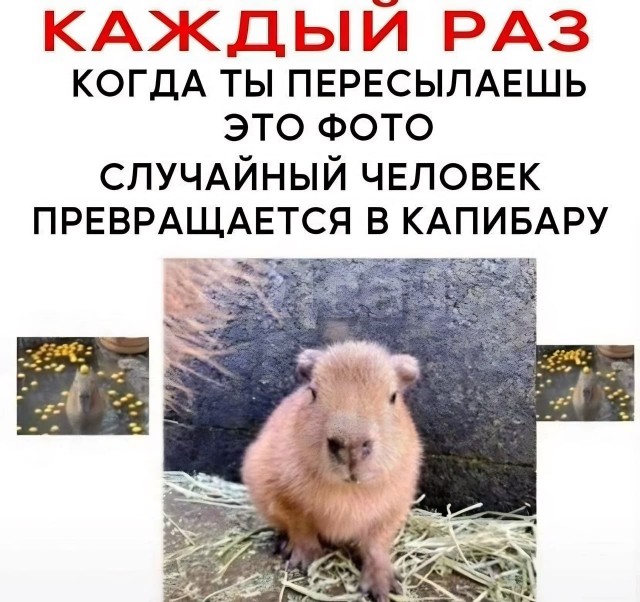В Московском зоопарке у капибар Кузьмы и Малой родилась тройня