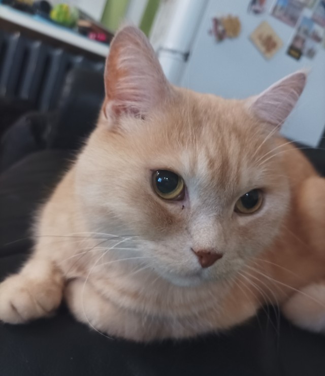 К котовторнику