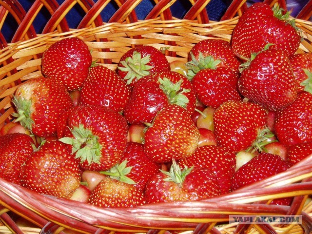 Такие милые трансики.