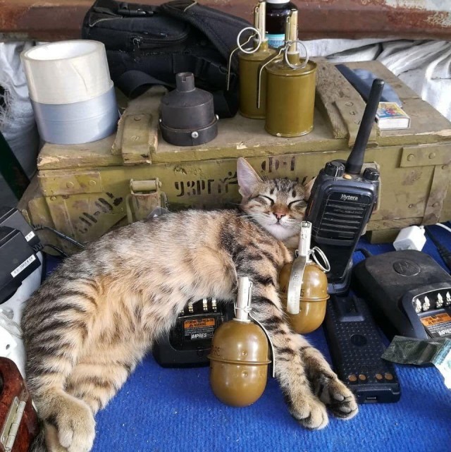 Коты на производстве