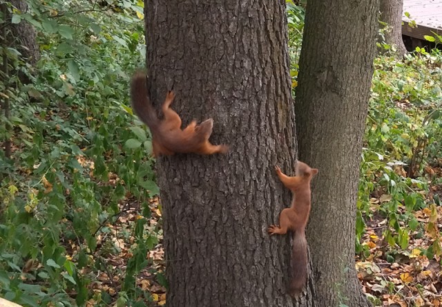Волшебная страна