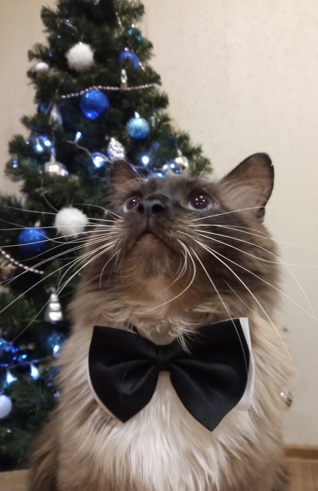 Новогодний кот