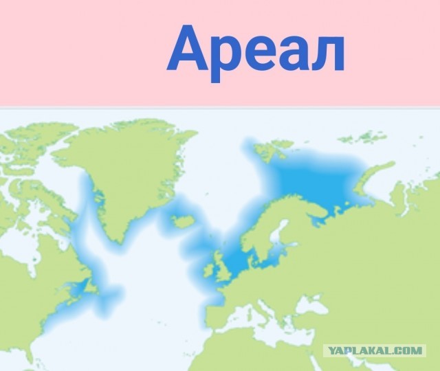 DM: Запрет РФ на вылов рыбы в Баренцевом море лишит британцев любимого блюда