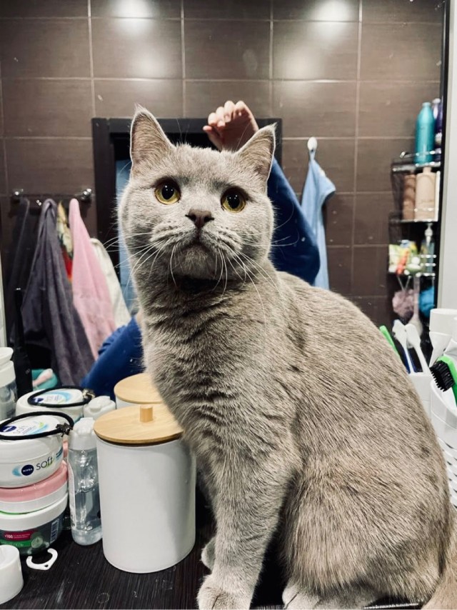 Котовторник уже пришёл?