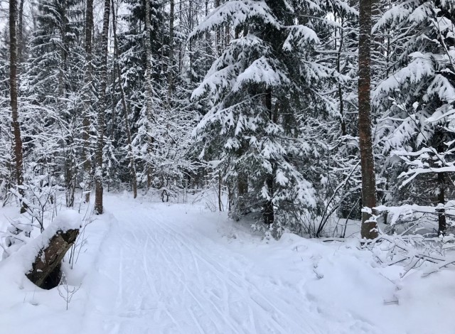 Беговые лыжи