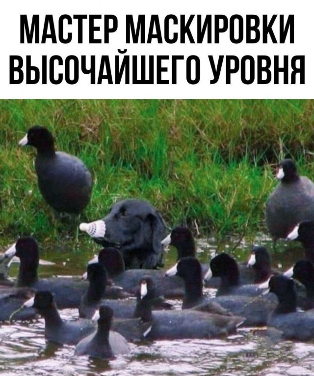 Завалялось тут случайно немного забавных картинок в субботу