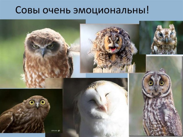 Ну ни хрена ж себе птичка!
