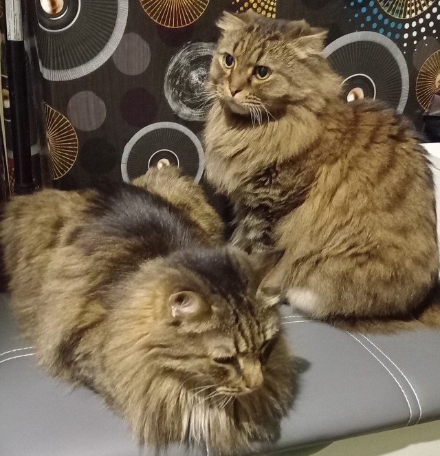 Котовторник в картинках