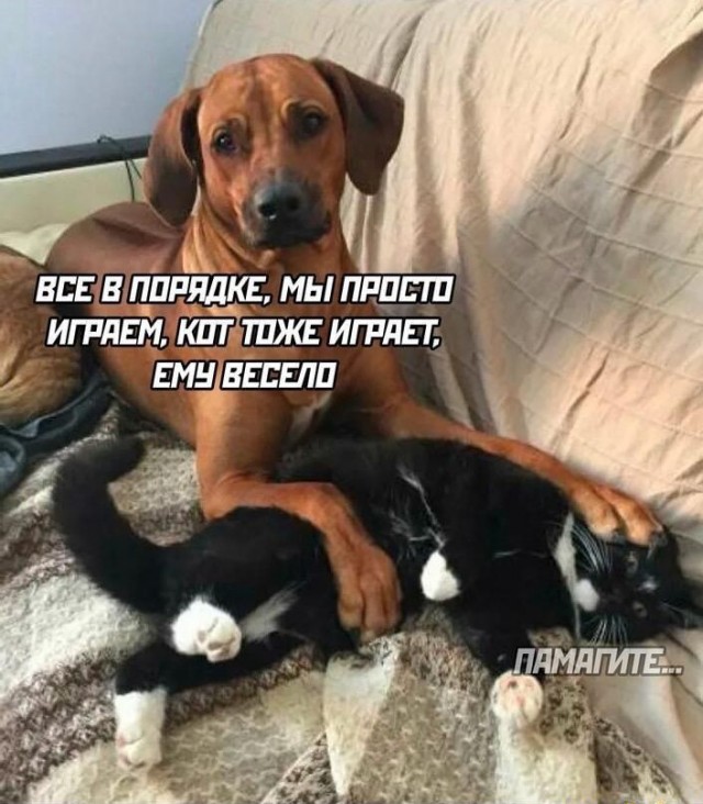 Картинки для...
