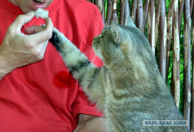 Котовторник 25.06.2013