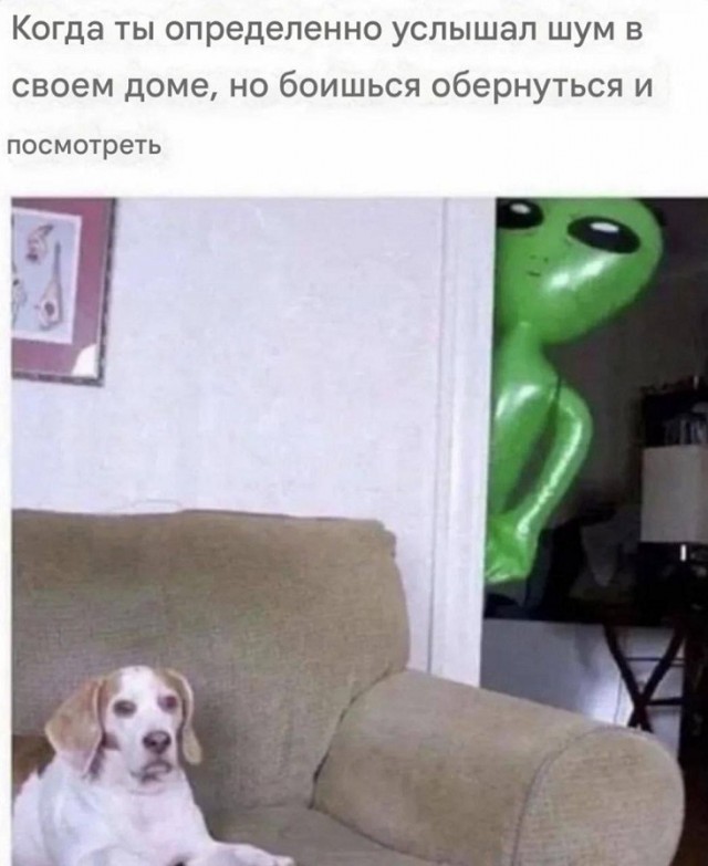 Весёлый полтишок 22.08.25