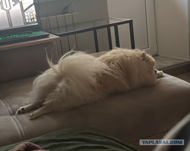 Собакочетверг