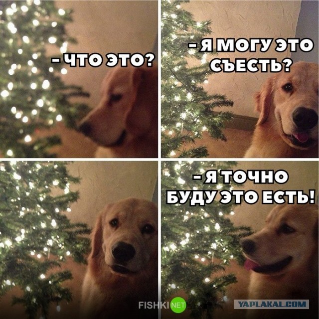 Картиночки, баянчики 29 декабря