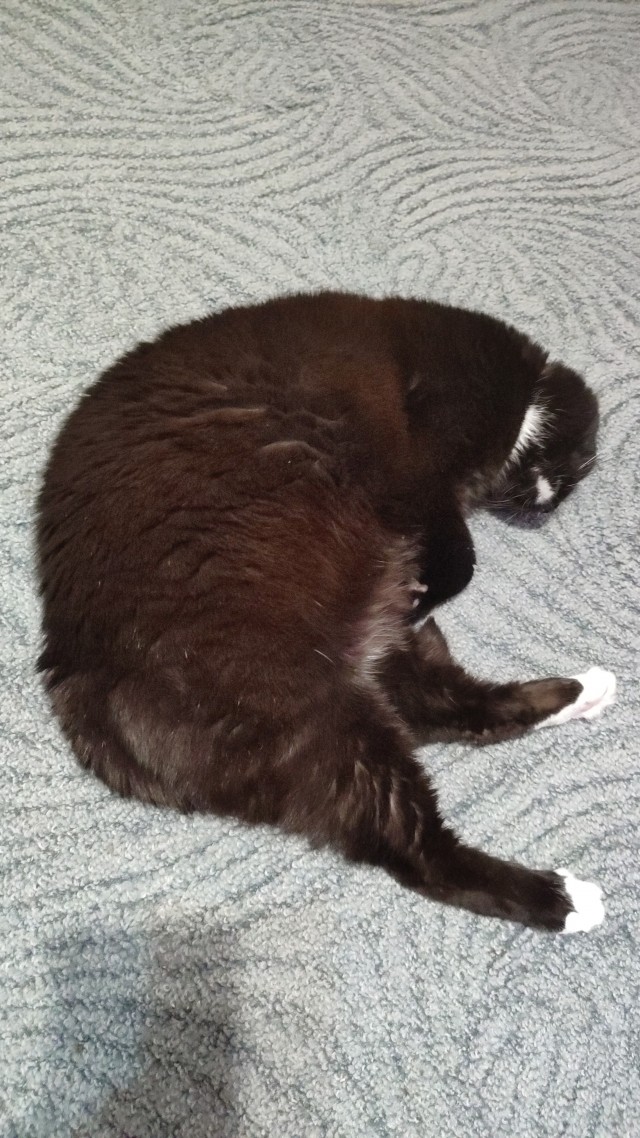 Прощаюсь с котом
