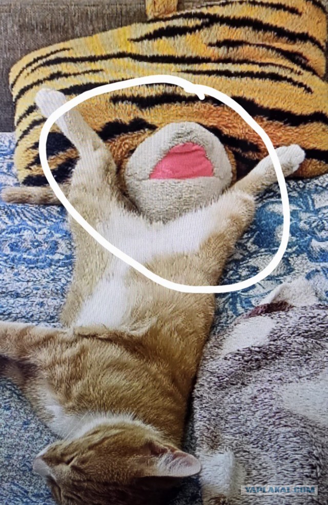 Дурацких фото котов тред