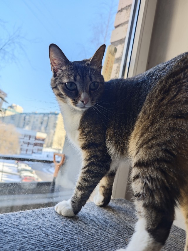 Котовторник 24.02