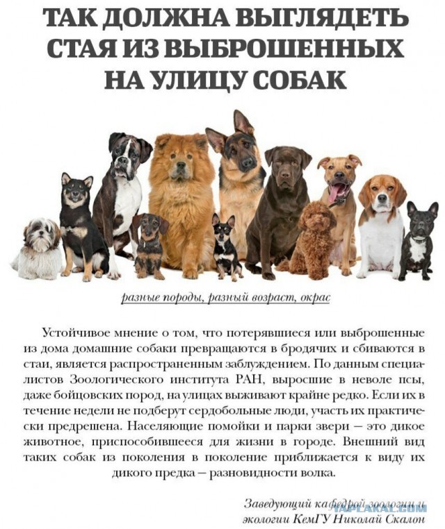 В Сочи неизвестный расстрелял бездомных собак из дробовика