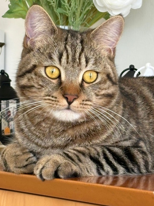Рандомных фото котов тред