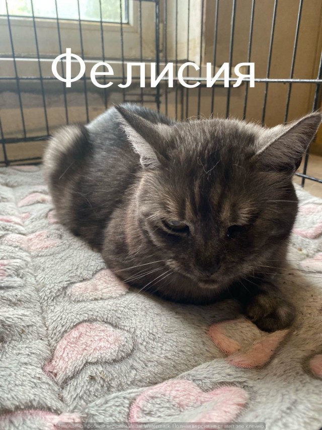 Жизнь домашнего приюта "Котоленд" 551