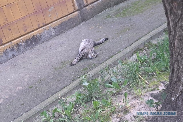 Степана вам в котовторник