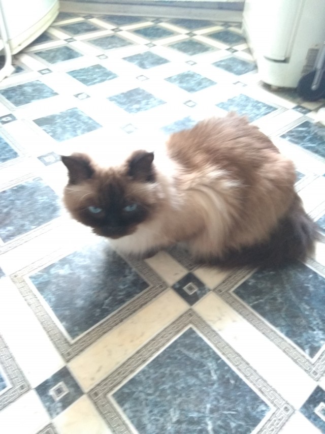 Мой кот