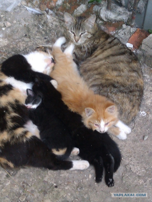 Котовторник на 24.09.2013г
