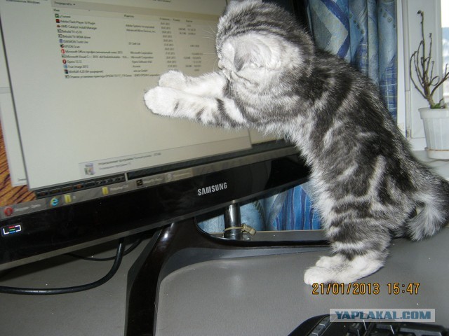 Котовторник 8.10.2013