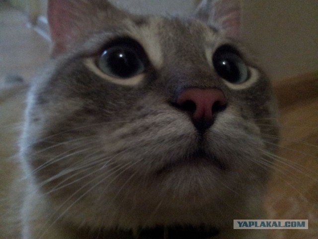 Котовторник  05.11.2013