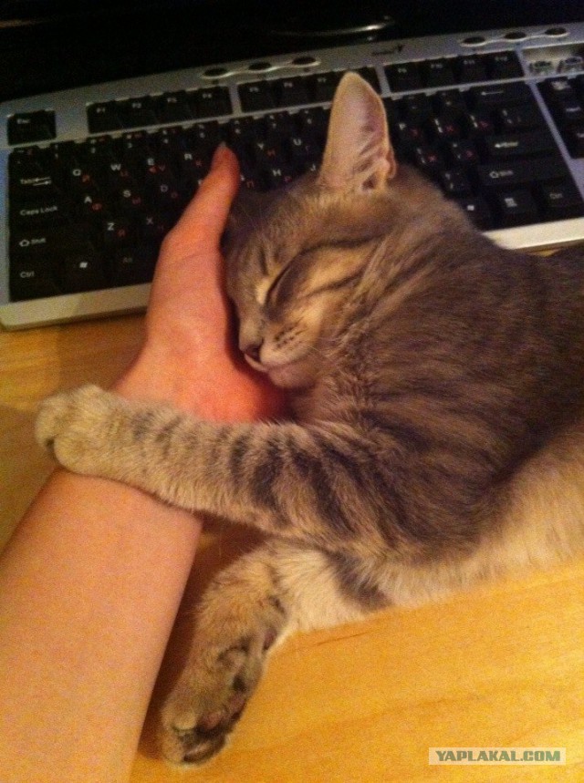 Котовторник   15.04.2014