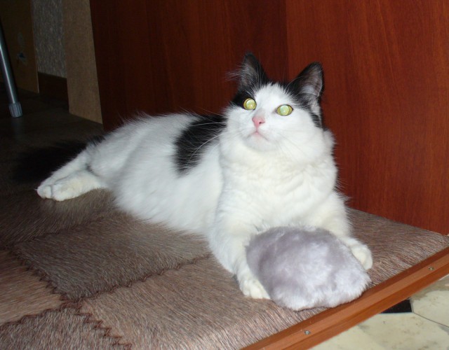 Котовторник 27.5.2014