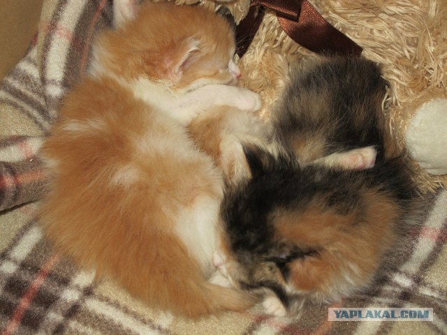 Котовторник 17.06.2014