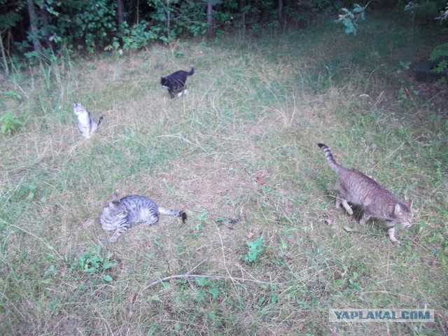 Жизнь домашнего приюта для котеек 22