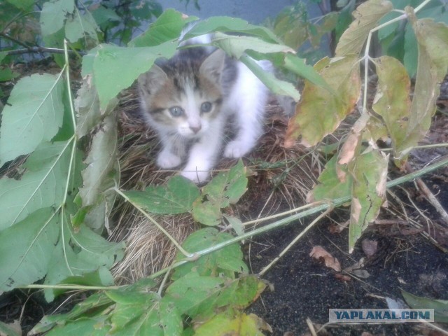 Котовторник 02.09.2014
