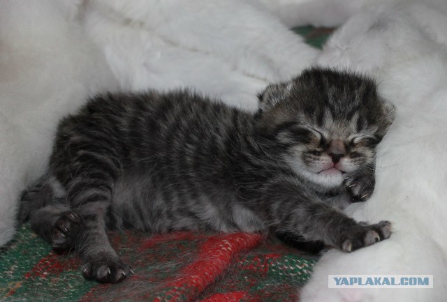 Котовторник 06.01.2015