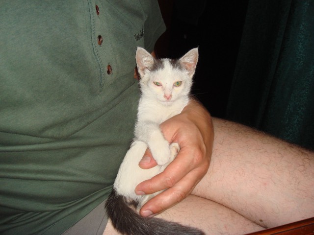 Котенок Дохлик щас