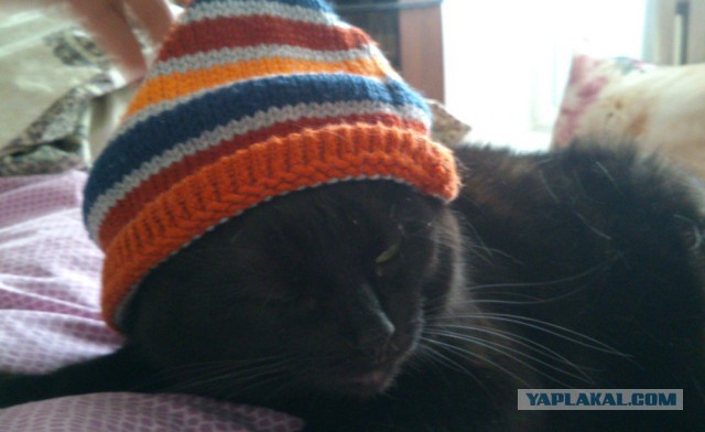 Самые популярные клички кошек и котов