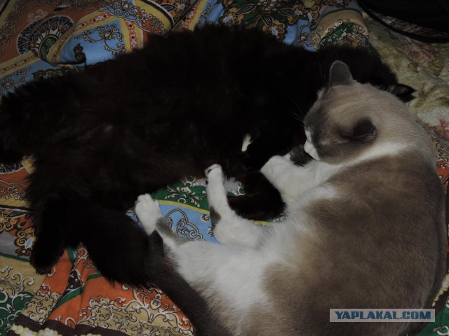 Котовторник 14.07.2015