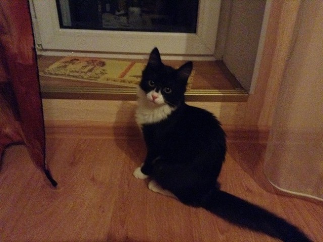 Котовторник 29-09-2015,