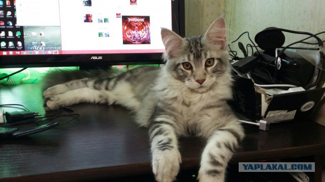 Котовторник 20.10.2015