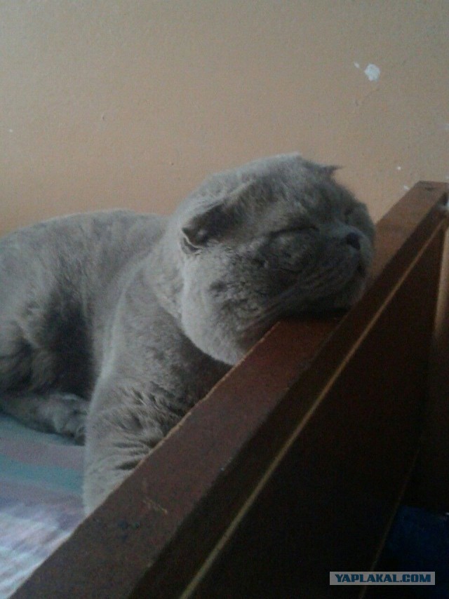 Котовторник 03.11.2015