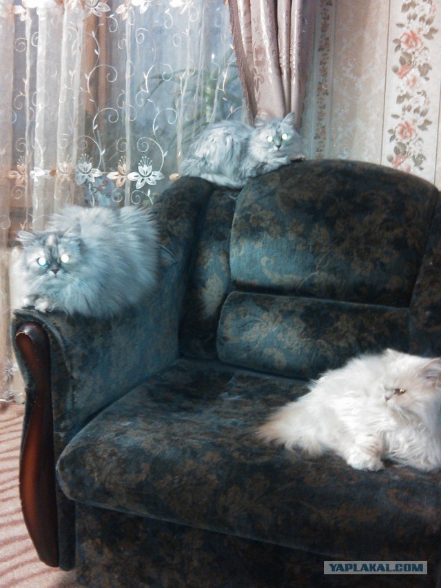 Кото-вторник 24 Мая 2016го :)