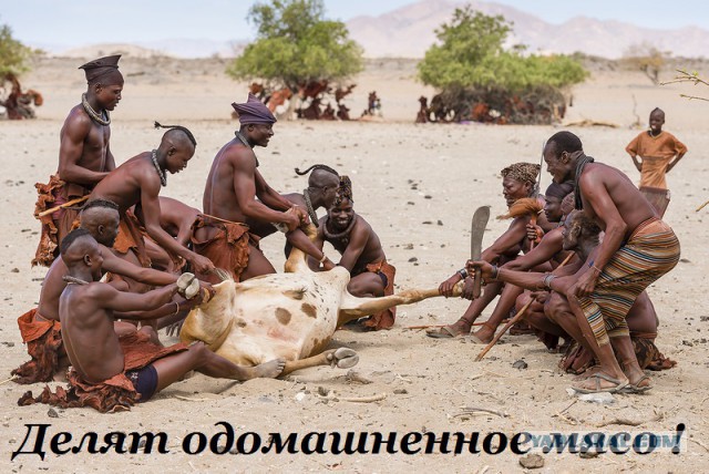Вот как выглядели овощи и фрукты, пока человек их не «одомашнил»