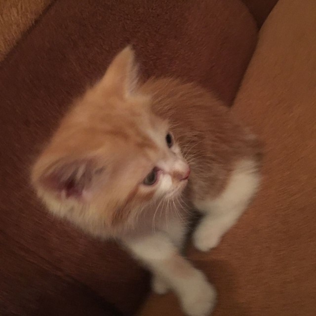 Котовторник 15.11.2016