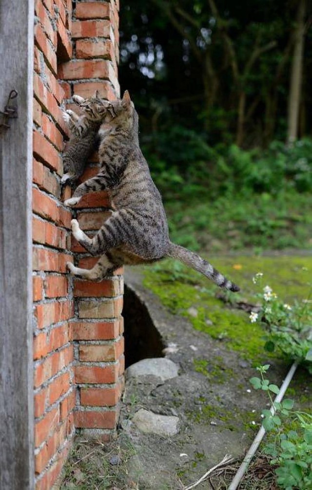 Коты из сети